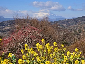 菜の花と富士山